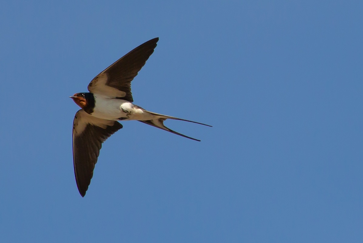 Sortie ornithologique - Les hirondelles et martinets