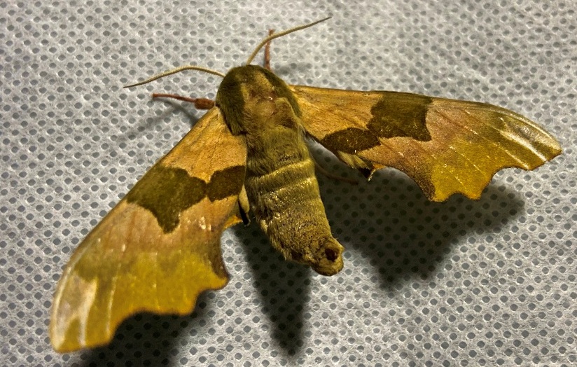 Papillons nocturnes à la réserve naturelle de Mathon