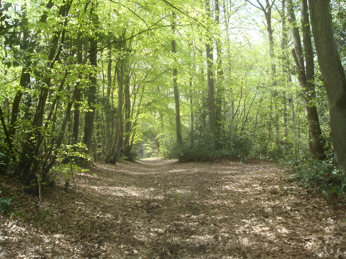 Bois de Saint-Germain le Vasson, Saint-Germain-le-Vasson - photo 3