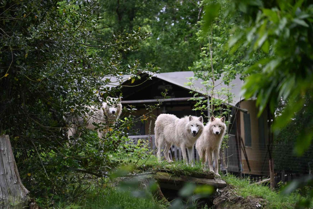 Cerza Safari Lodges