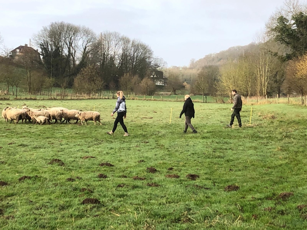 Leadersheep - Coaching d'équipe avec des moutons, Vienne-en-Bessin - photo 7