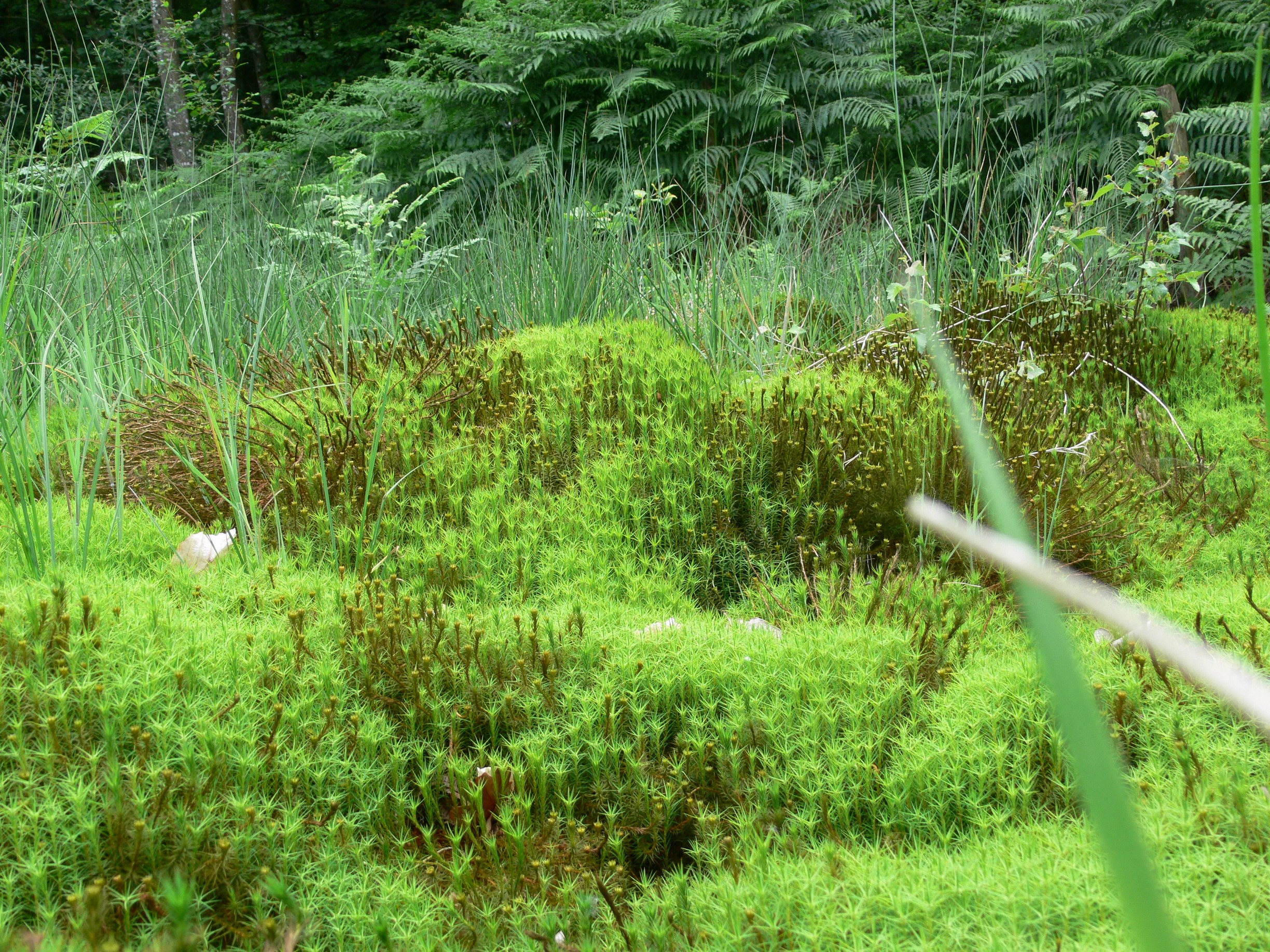 Randos 61 - Randonnée nature en vallée de Commeauche