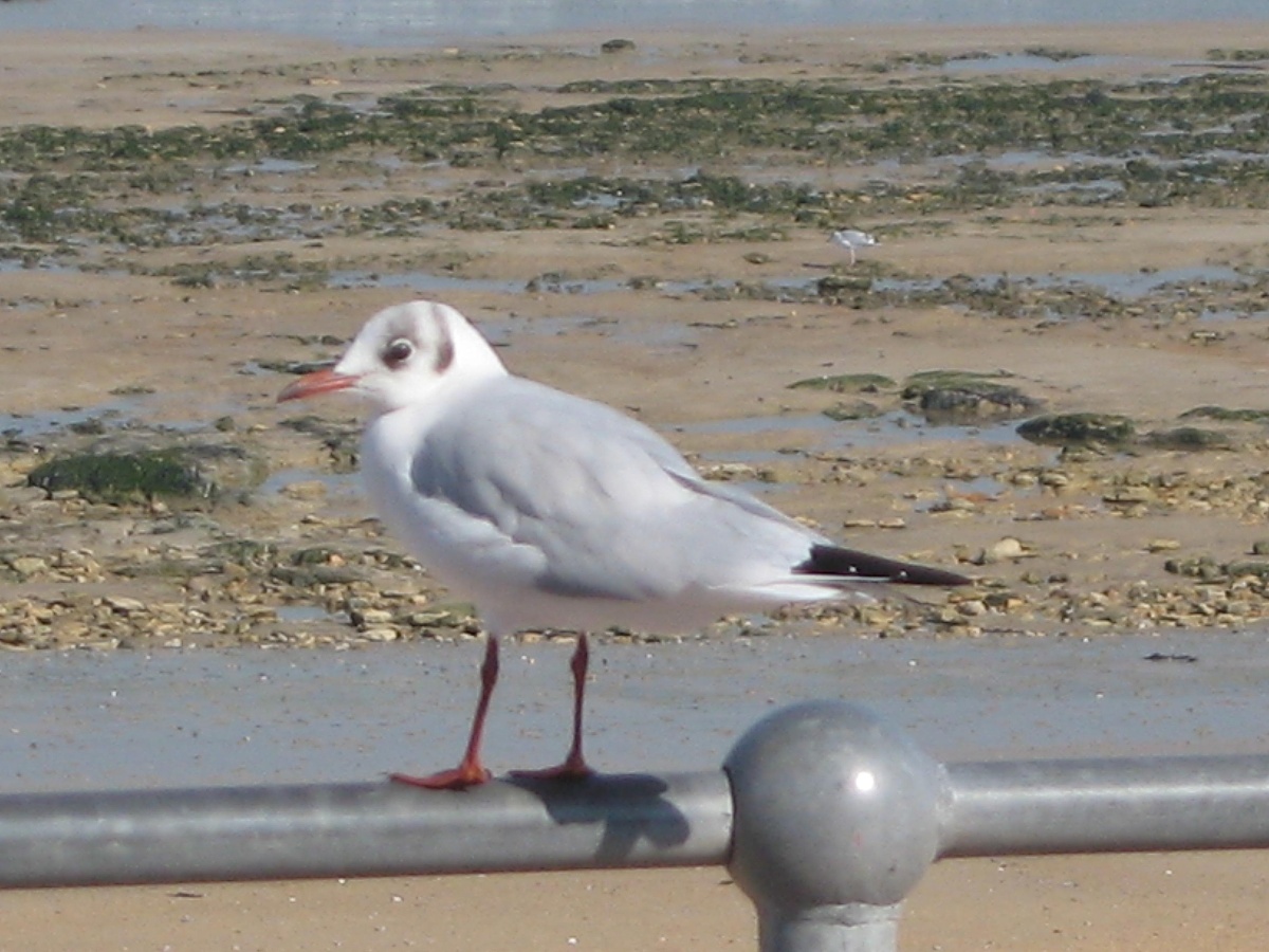 Au Nid Douillet, Saint-Aubin-sur-Mer - photo 9