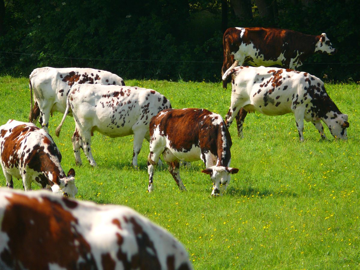 Les Étonnants Patrimoines : Atelier "Vachement tachetées !" pour les petits