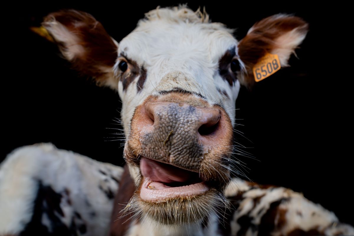 Les Étonnants Patrimoines : Petit troupeau pour les petits