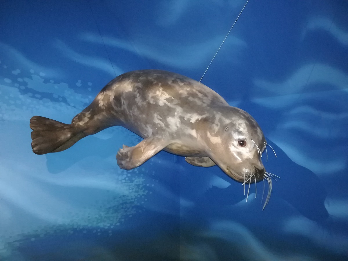P'tite visite sur les phoques dans la baie du Mont Saint-Michel
