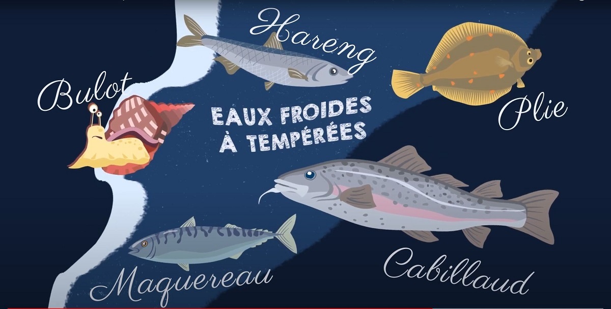 P'tite visite sur les poissons