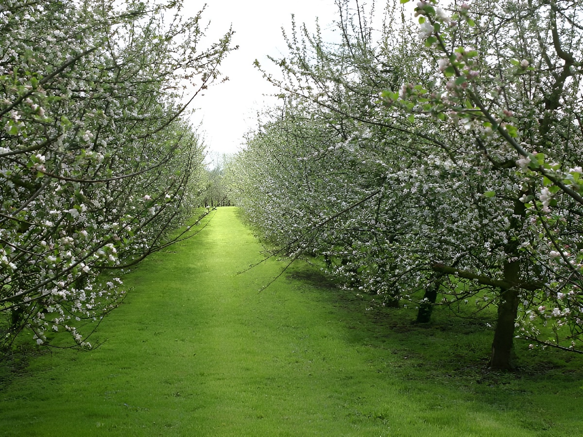 Calvados Pierre Huet, Cambremer - photo 11