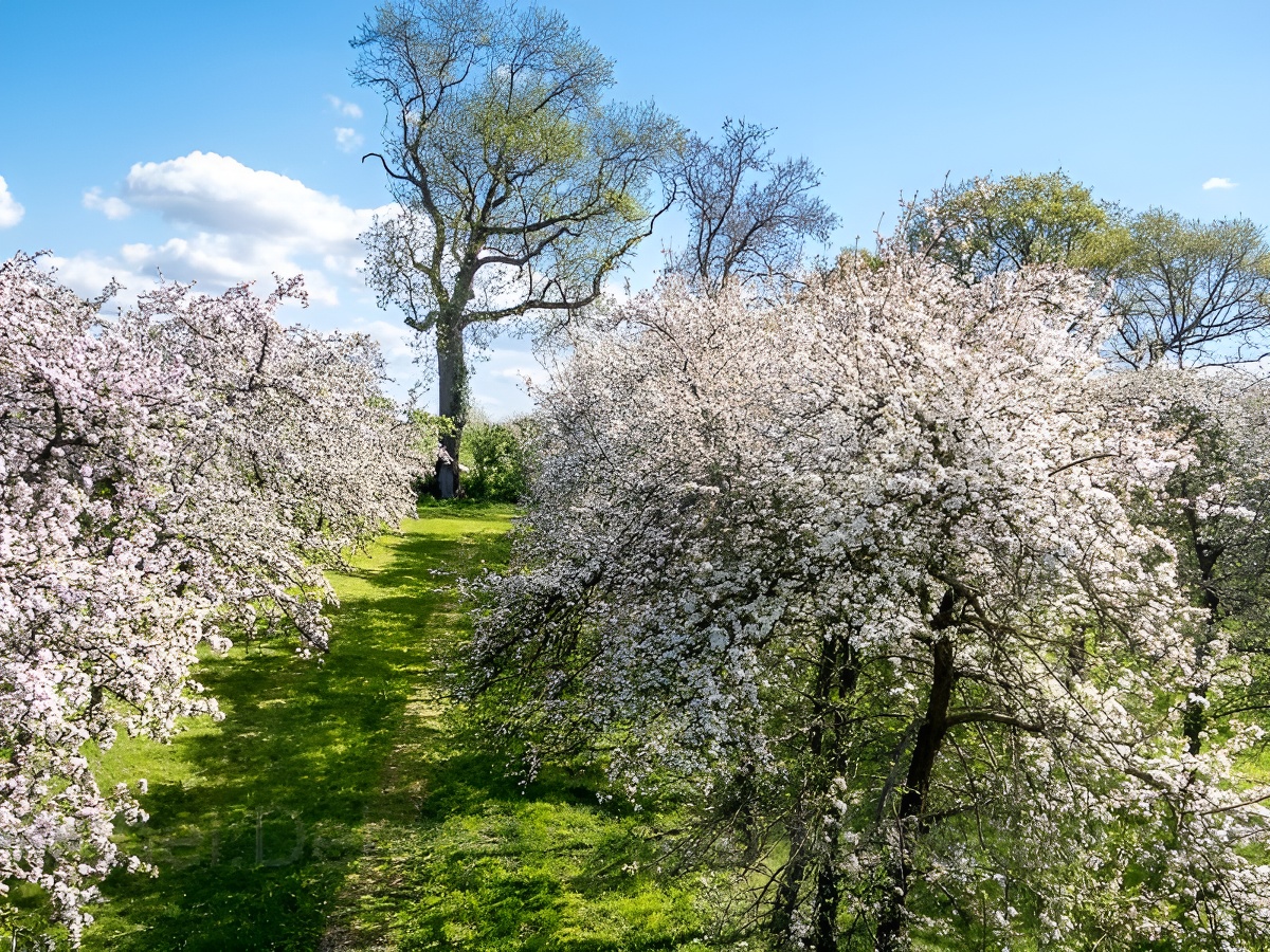 Le Verger de Roncheville et son parc animalier, Bavent - photo 4