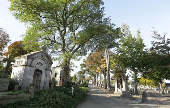 Visite guidée du Cimetière Sainte-Marie : Politique et Engagement
