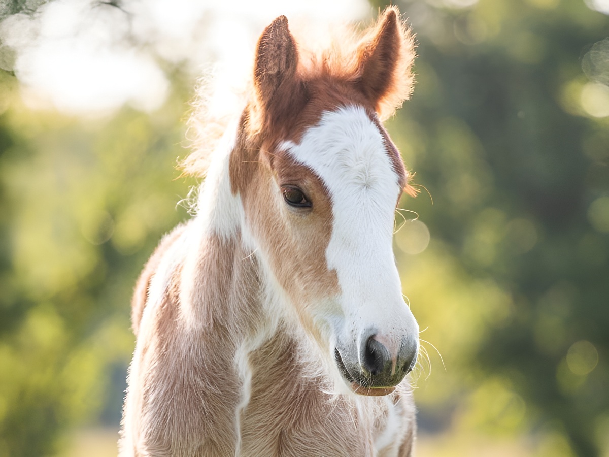 Tour découverte du Domaine de Firfol