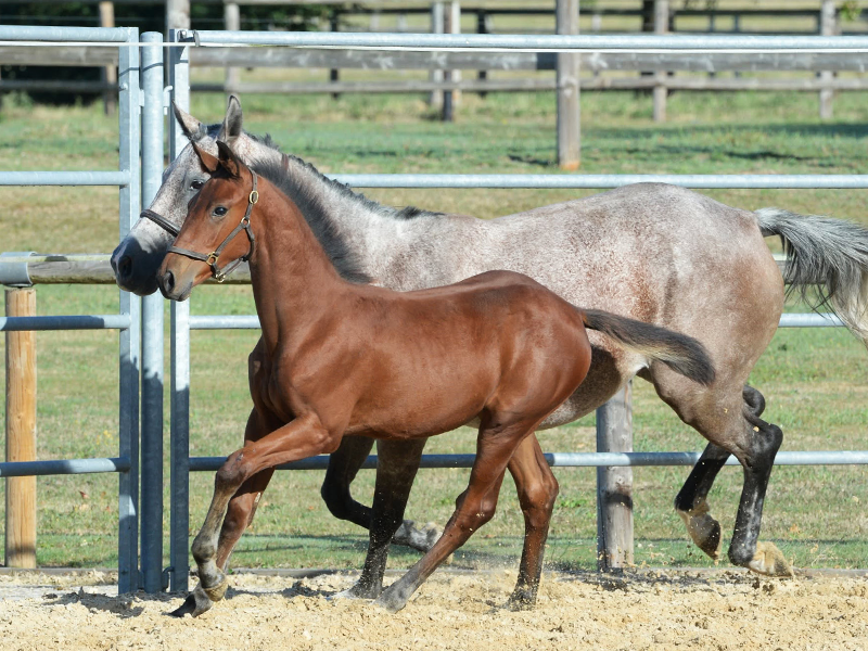 Les Equidays : Visite du Haras de la Poterie