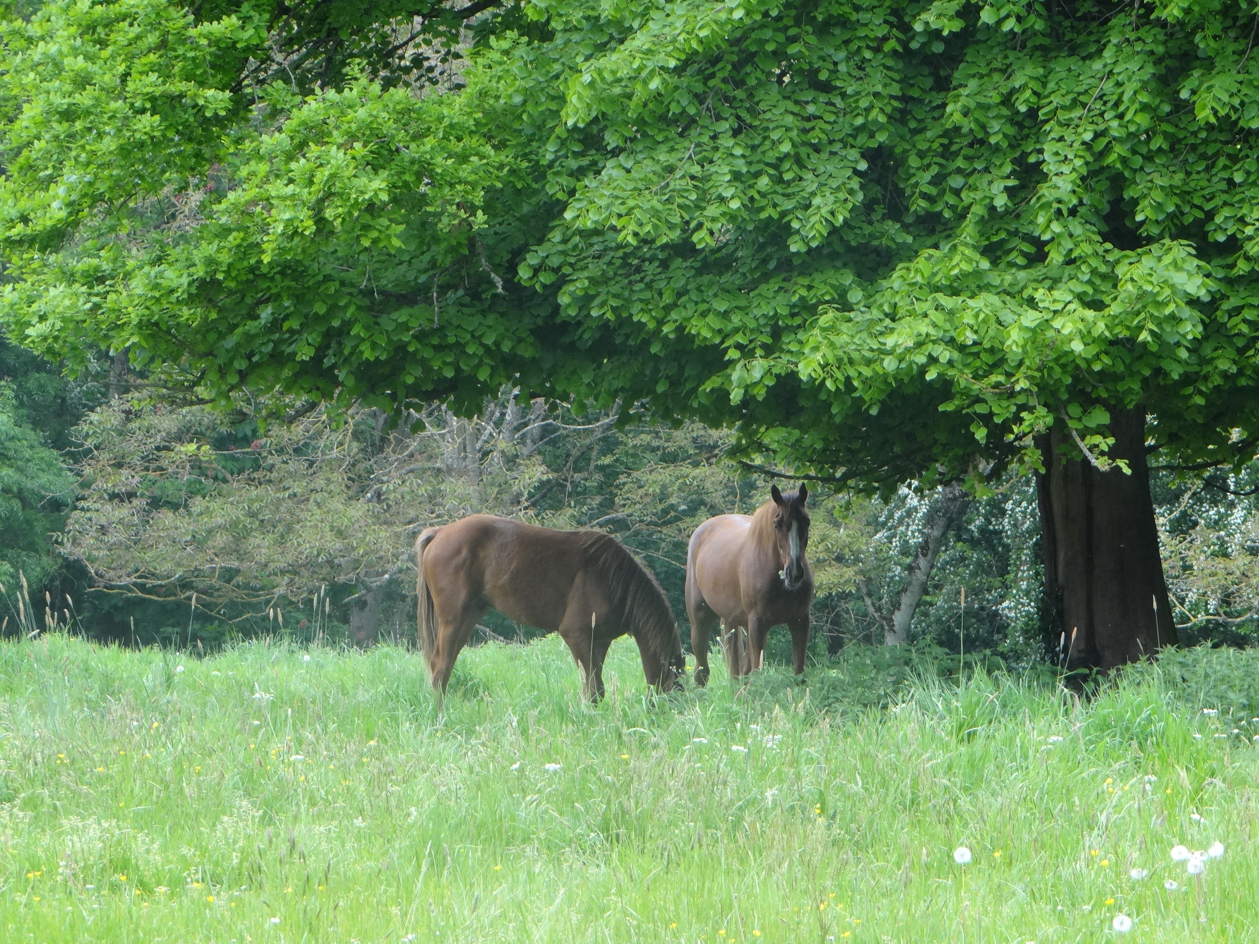La Voie Romaine, Condé-en-Normandie