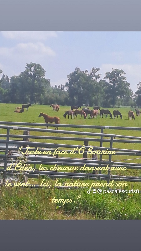 Meublé de tourisme >Meublé Ô Sourire d'Eden, Moon-sur-Elle - photo 4