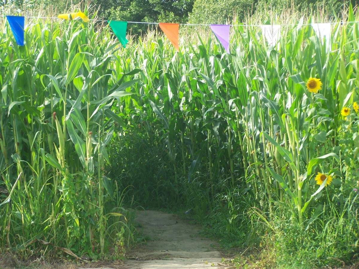 Labyrinthe végétal du Cotentin > La Clé des Champs, Yvetot-Bocage - photo 4