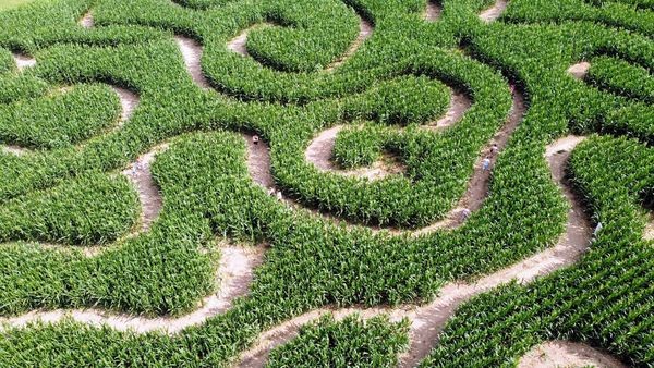 Labyrinthe végétal du Cotentin > La Clé des Champs, Yvetot-Bocage - photo 3