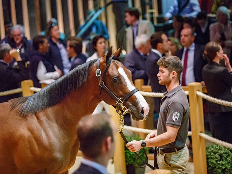 Vente aux enchères de chevaux de trot : Vente Mixte de septembre