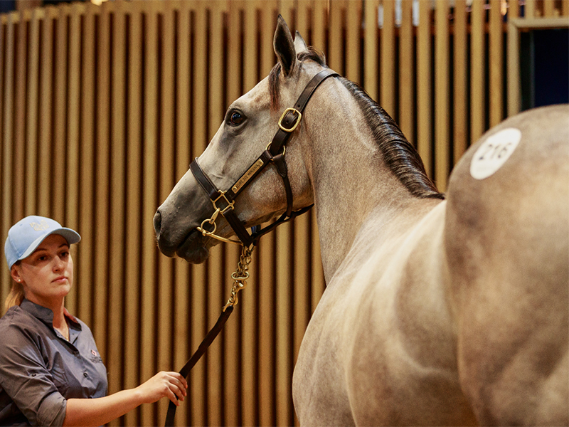 Vente aux enchères de chevaux : Vente de Yearlings v.2