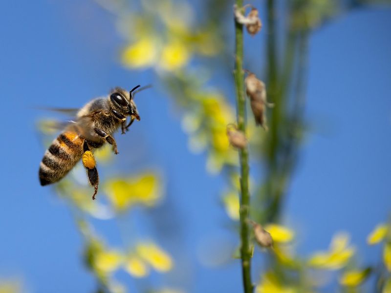 Le monde des abeilles