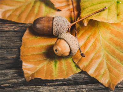 Ylanite www.pexels.com/@nietjuh acorns-800x600