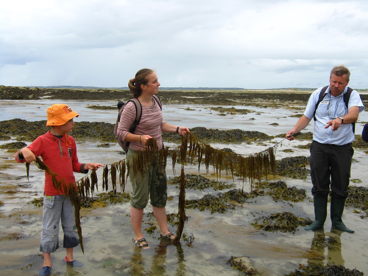 Sortie nature : Les algues et leurs secrets