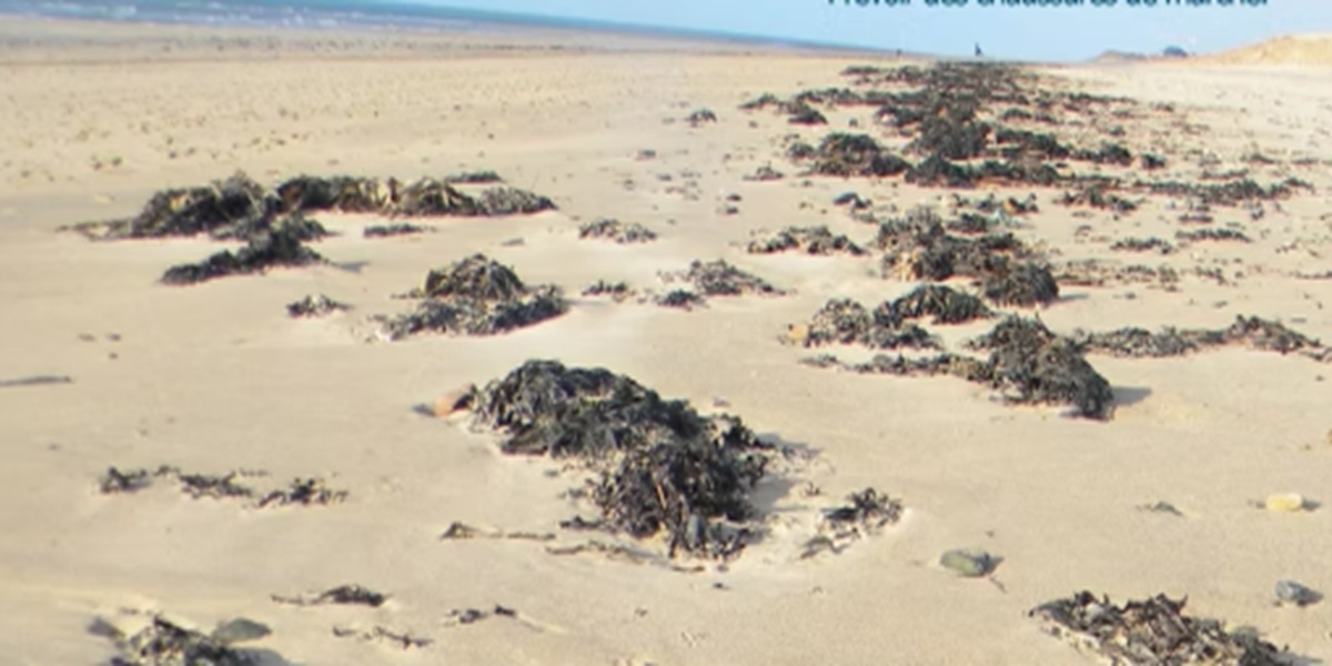 Reconnaître les algues de la laisse de mer