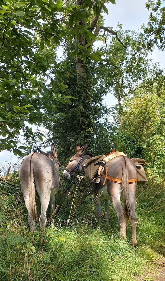 Journée rando-âne au cœur du Bocage : patrimoine et saveurs du terroir