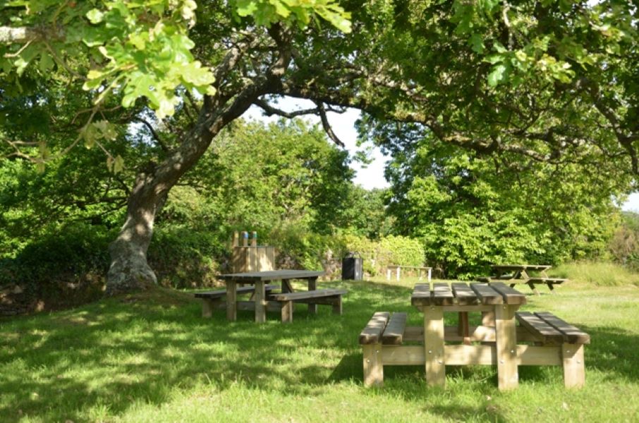 Atelier nature : l'arbre dans tous ses états (3-5 ans)