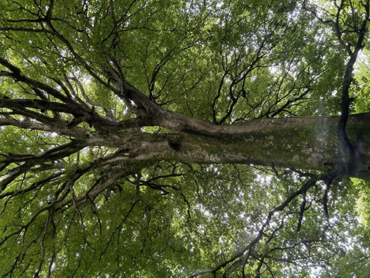Atelier tout public : les habitants de l'arbre