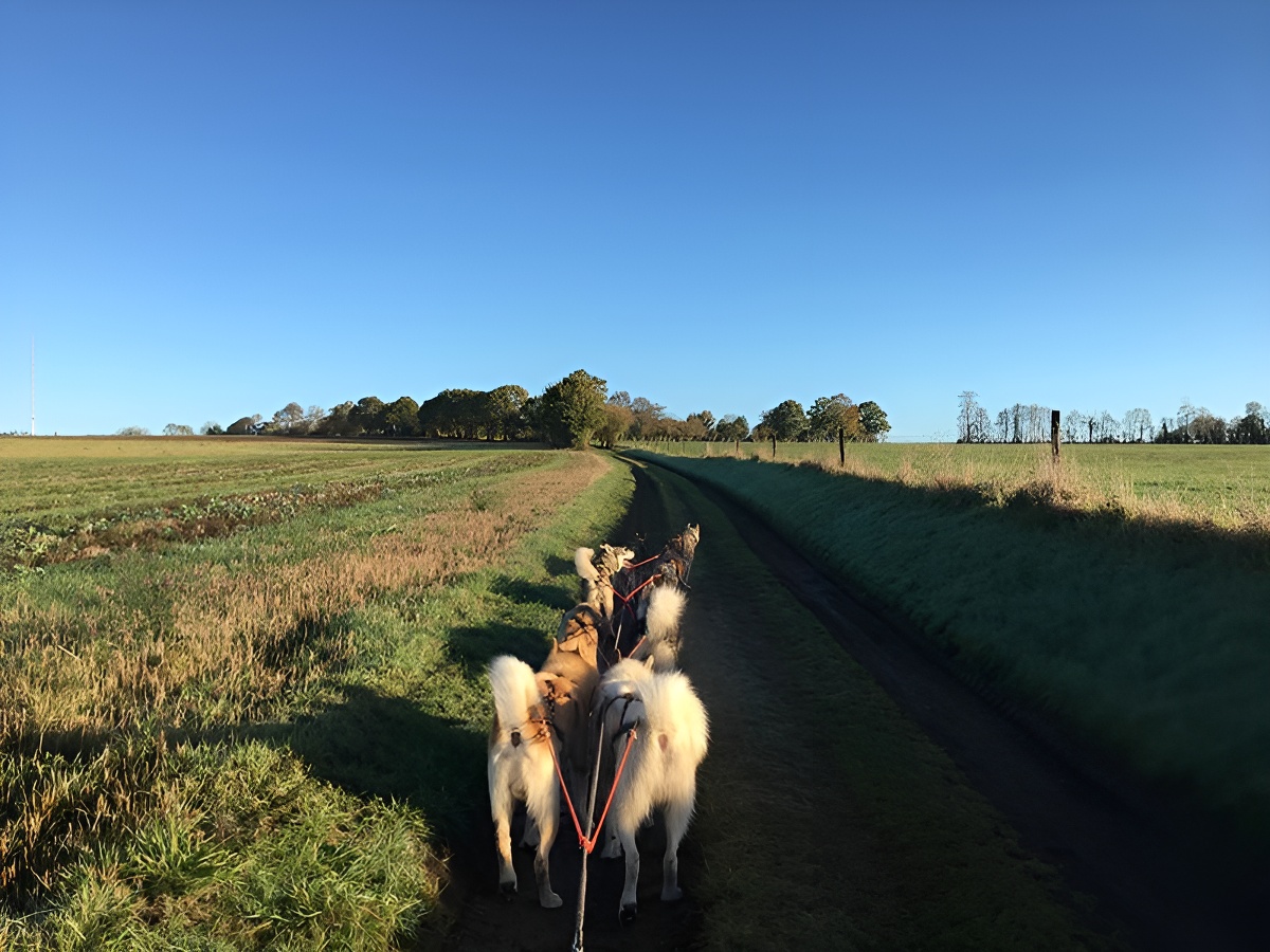 Will To Go Park - Chiens de traineau, Condé-en-Normandie