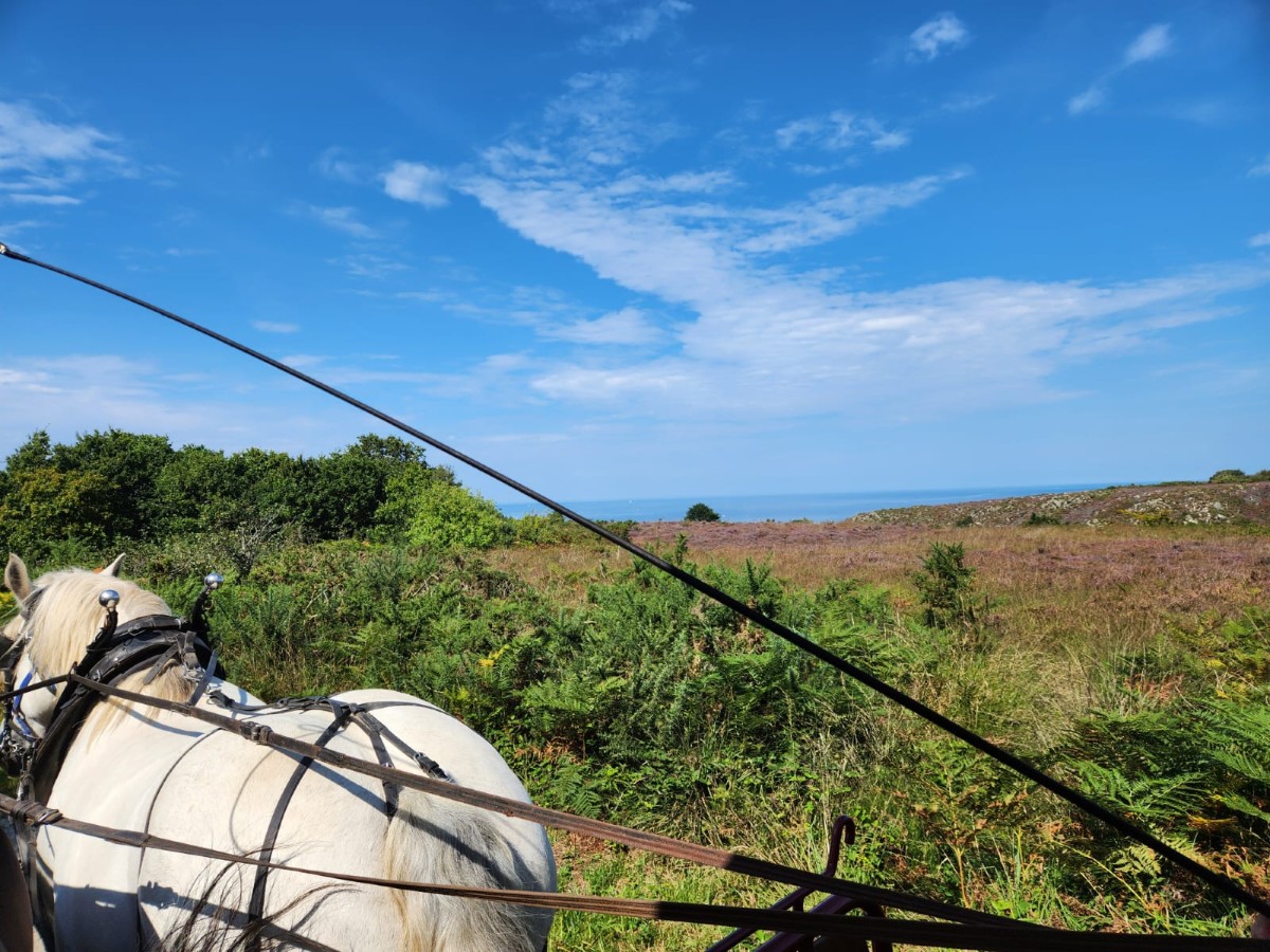 Balades attelées à Digosville - photo 4
