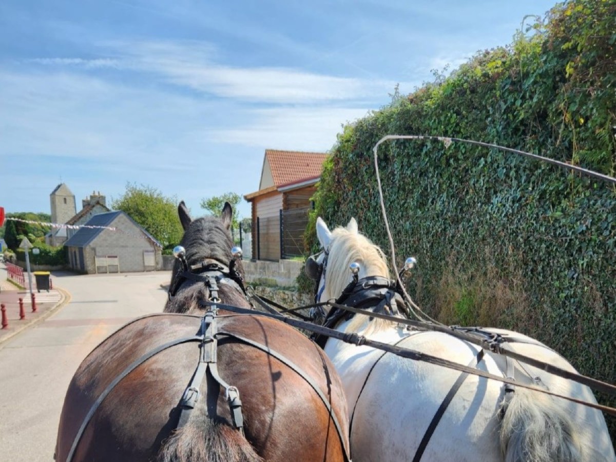Balades attelées à Digosville - photo 2