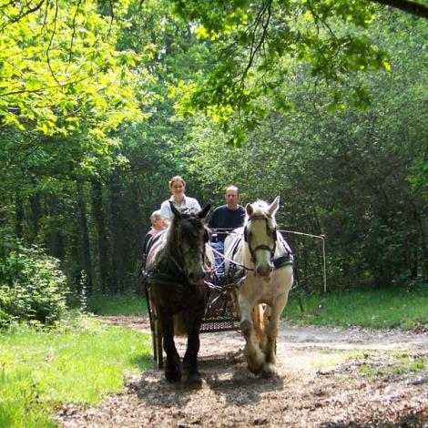 ©Orne Tourisme Attelage nature dans le Perche - Corbon