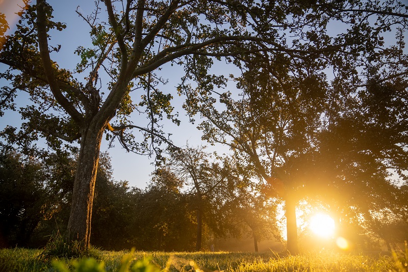 Maison Hérout, Auvers - photo 5