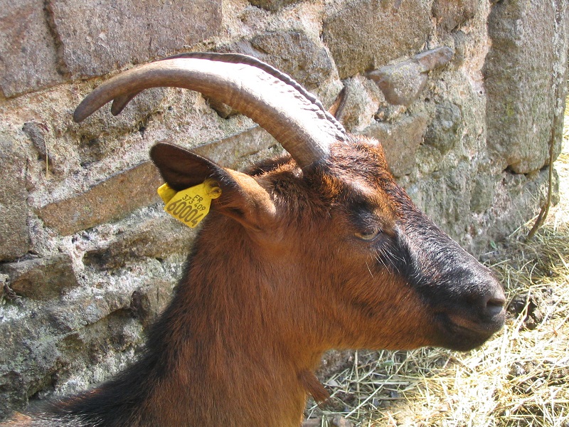 La Ferme du Petit Changeons — photo 3