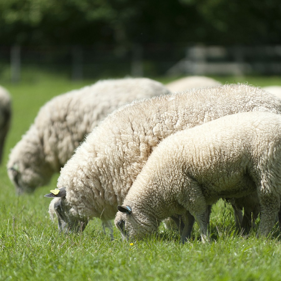 Laines sous les pommiers