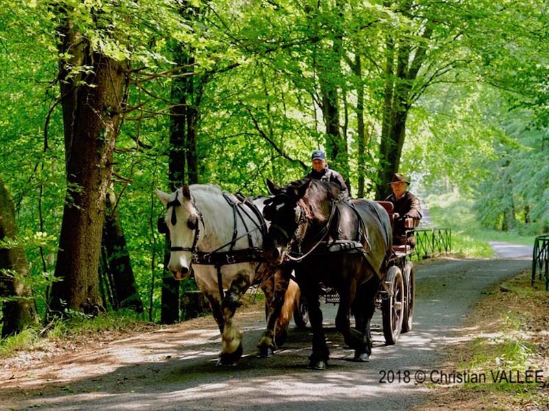 Bellême Attelages Association - St Martin du Vieux Bellême