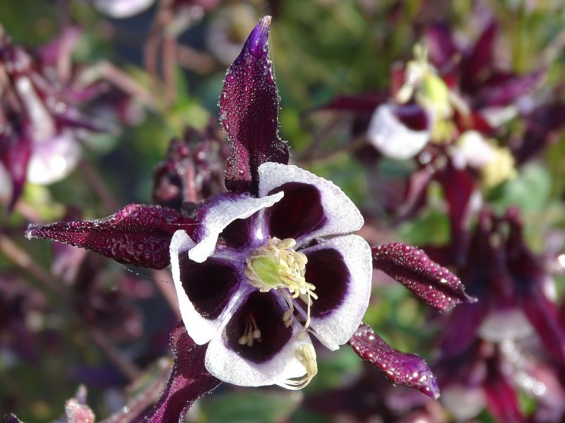 Jardin du Bord de Douve, Beuzeville-la-Bastille - photo 3