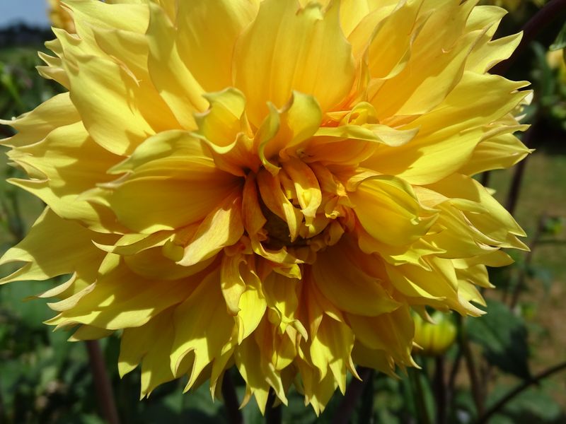 Jardin du Bord de Douve, Beuzeville-la-Bastille