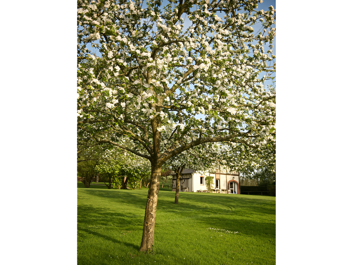 Domaine Le Coq Enchanté - La Bouillerie, Cambremer - photo 5