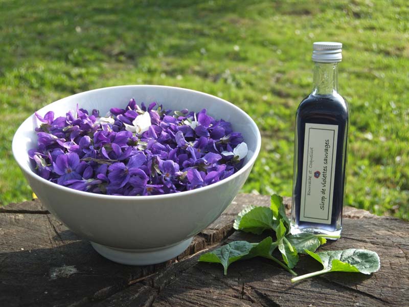 Bourrache et Coquelicot - De la cueillette à l'assiette