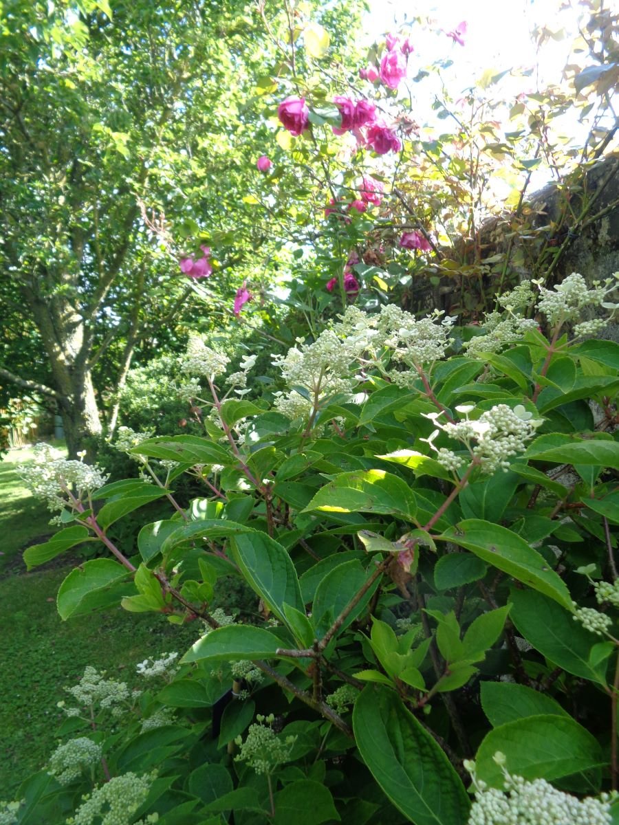 Le Jardin du Presbytère de Brucheville, Carentan-les-Marais - photo 8