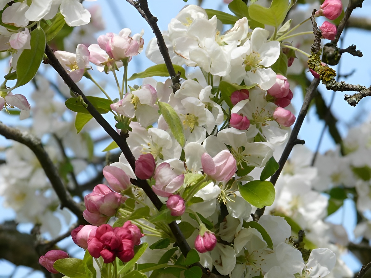 Calvados Christian Drouin, Pont-l'Évêque - photo 7