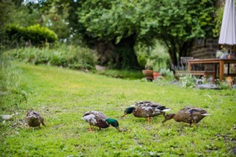 Chambres d'Hôtes > Normandy Inn, Montbray - photo 15