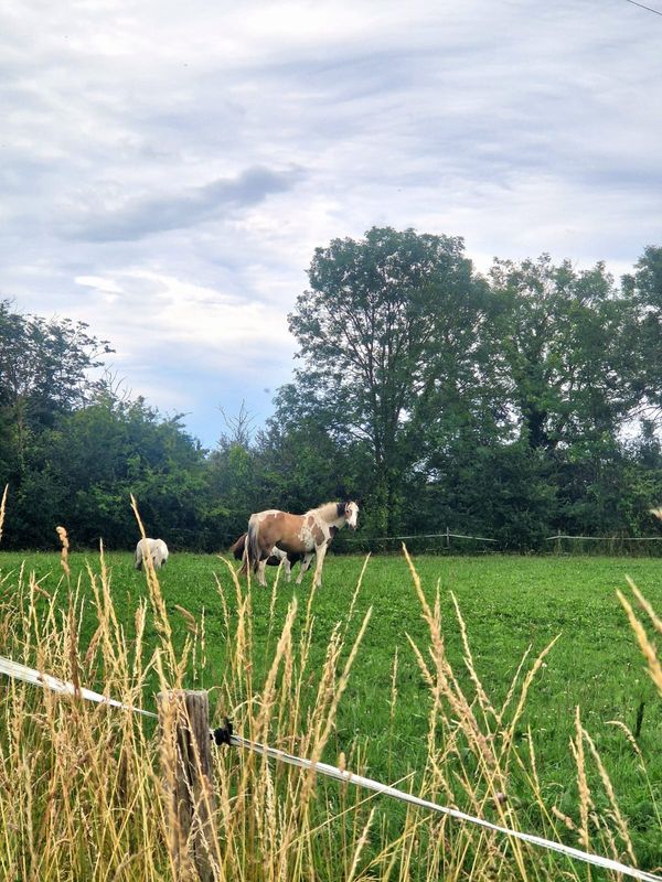 Meublé de tourisme > Le Lieu Saint-Jean, Carentan-les-Marais - photo 3