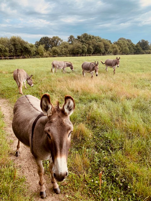 Au Domaine d'Esthine - photo 3