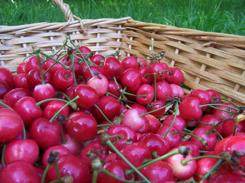 La ferme Nat'Lait GAEC Choisnard