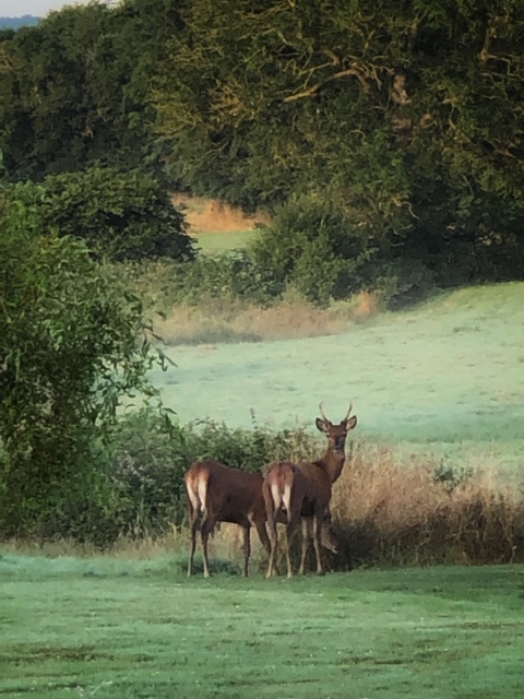 Chambre d'hôtes > Les Rochers, Cerisy-la-Forêt - photo 9