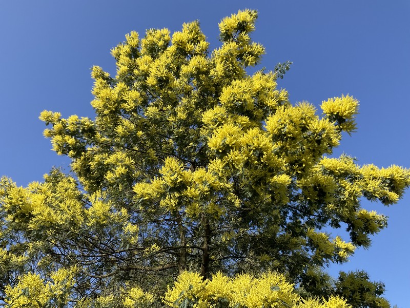 Chambres d'hôtes > Le Mimosa, Quettreville-sur-Sienne - photo 11