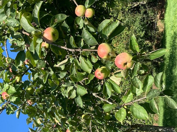Chambres d'hôtes > Le petit verger, Hambye - photo 8